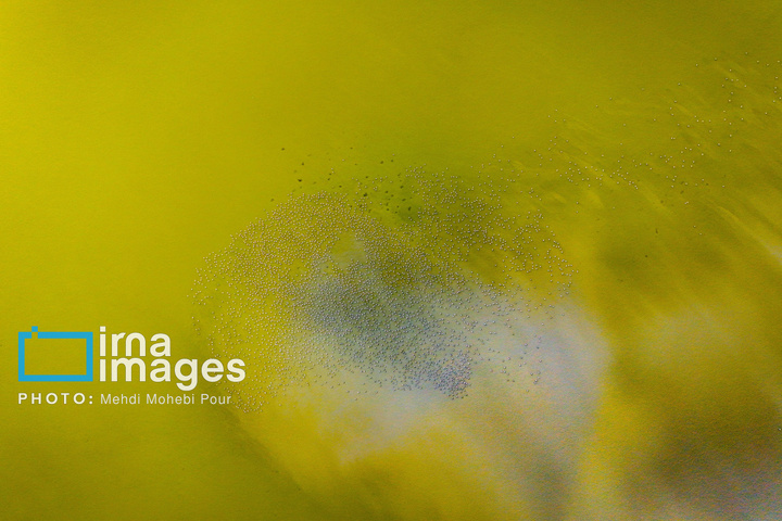 پرندگان مهاجر