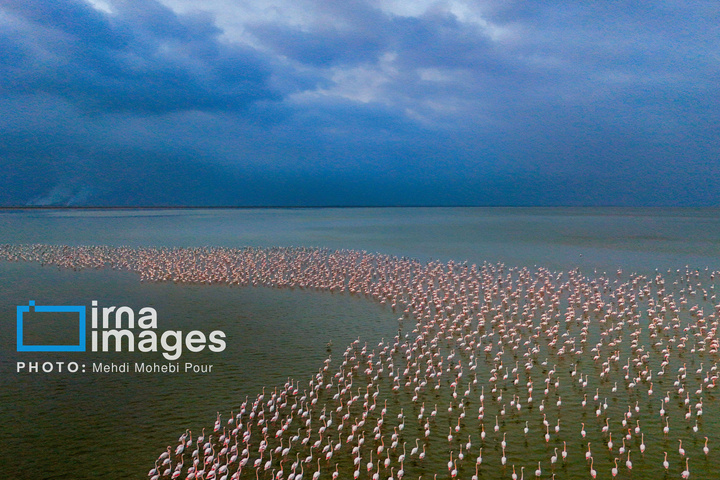 پرندگان مهاجر