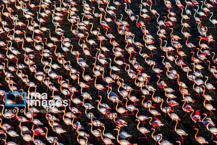 پرندگان مهاجر