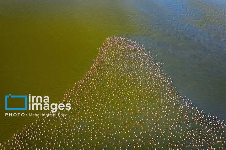 پرندگان مهاجر