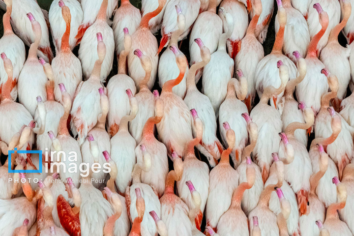 پرندگان مهاجر