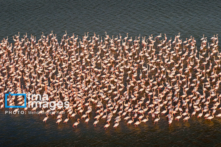 پرندگان مهاجر