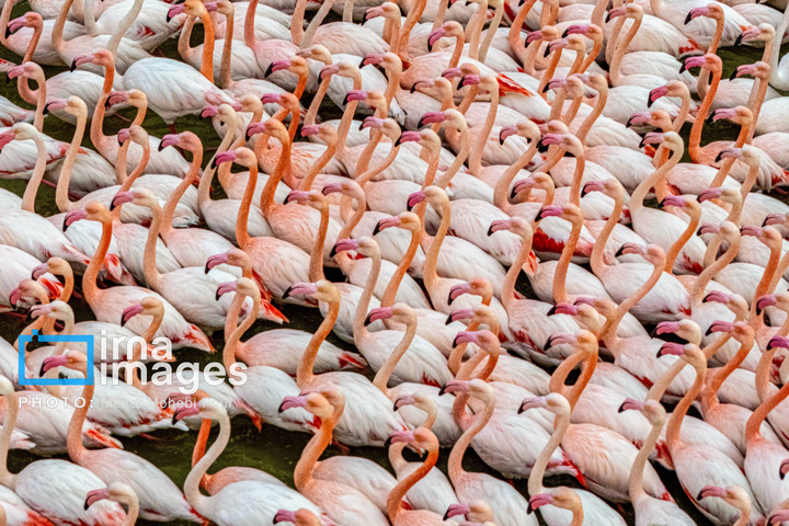 پرندگان مهاجر