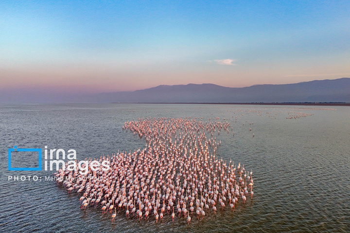 پرندگان مهاجر