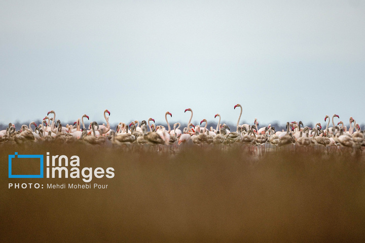 پرندگان مهاجر