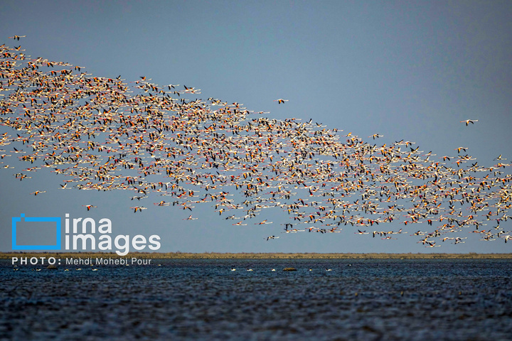 پرندگان مهاجر