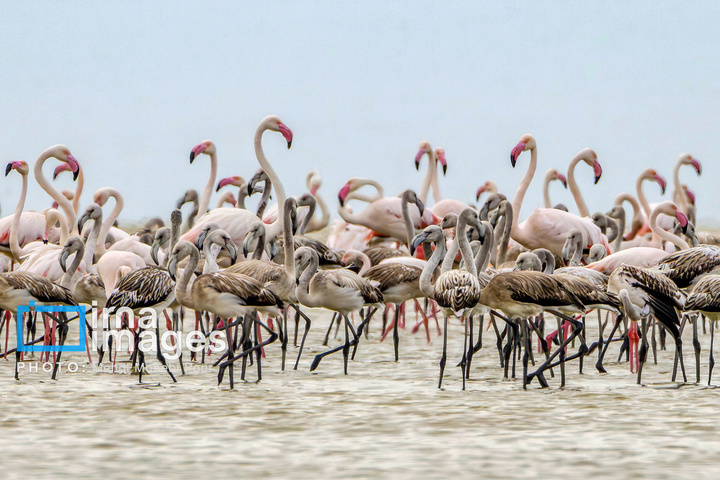 پرندگان مهاجر