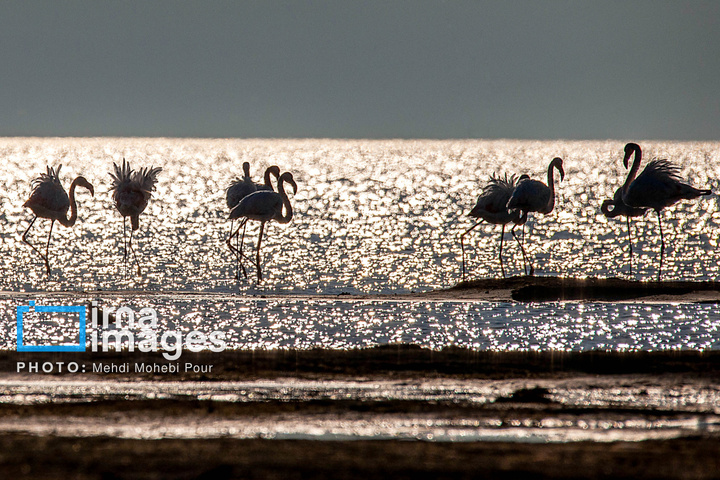 پرندگان مهاجر