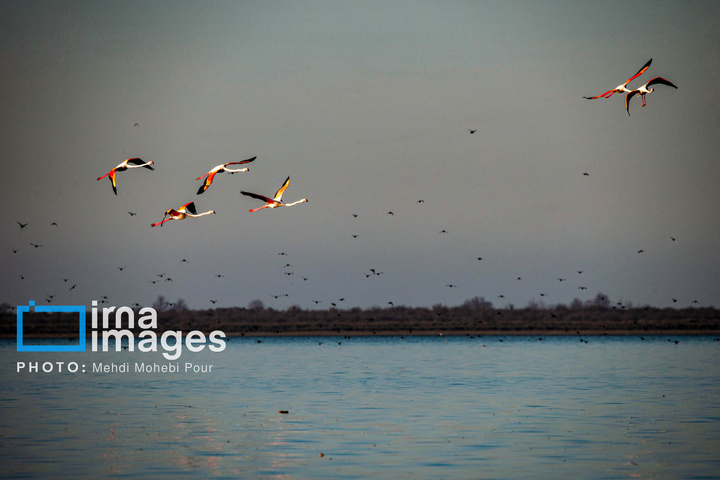 پرندگان مهاجر