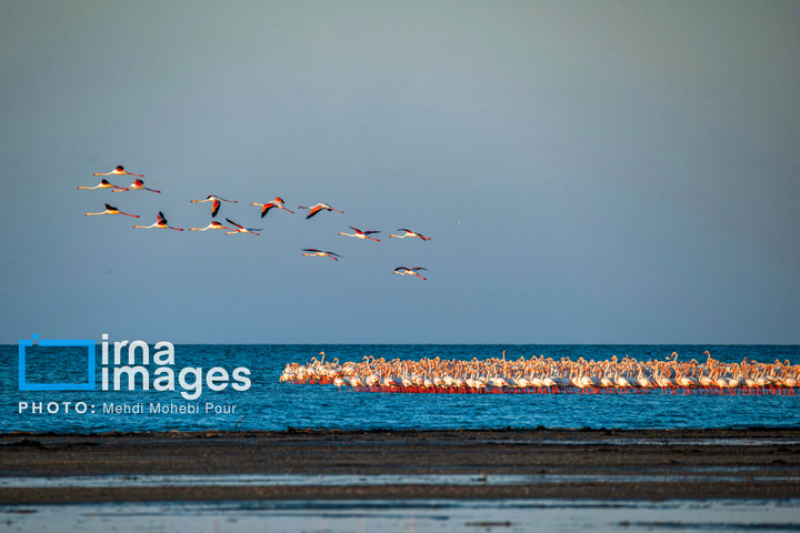 پرندگان مهاجر