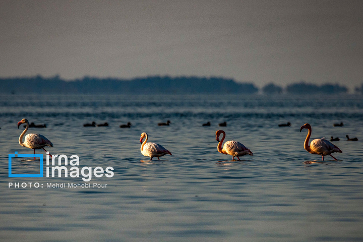 پرندگان مهاجر