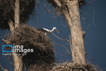 میان کوچ و ماندن