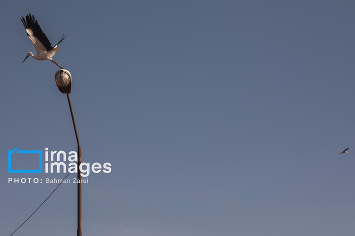 میان کوچ و ماندن