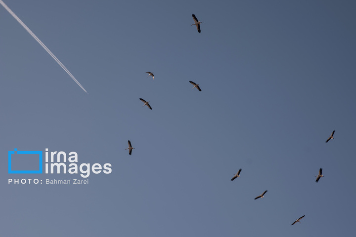 میان کوچ و ماندن