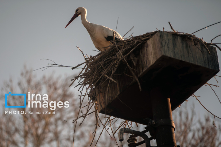 میان کوچ و ماندن