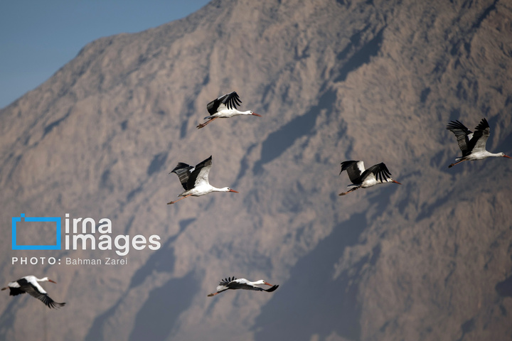 میان کوچ و ماندن