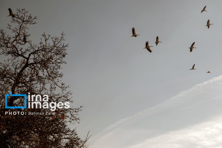 میان کوچ و ماندن