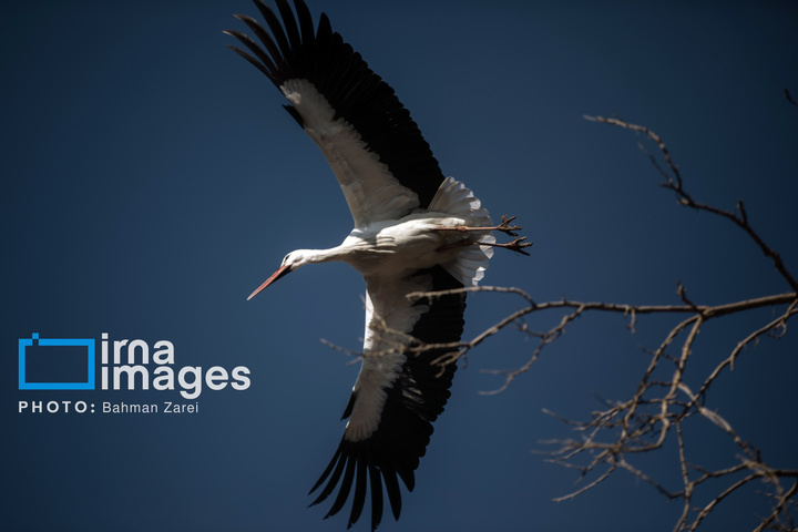 میان کوچ و ماندن