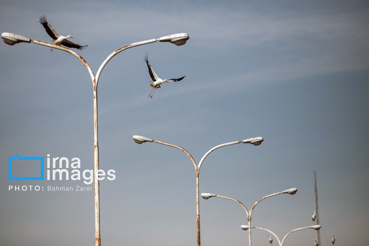 میان کوچ و ماندن