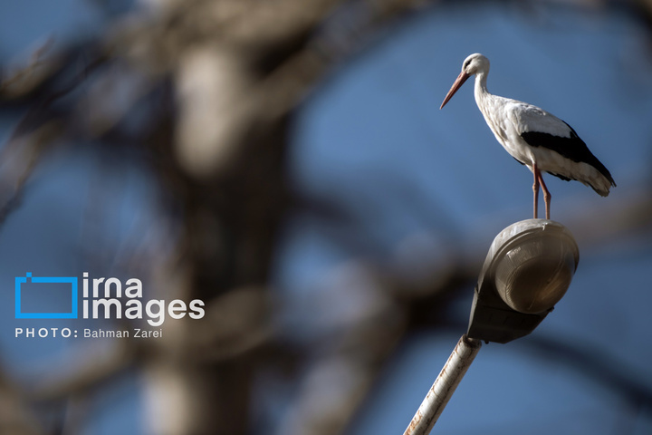 میان کوچ و ماندن