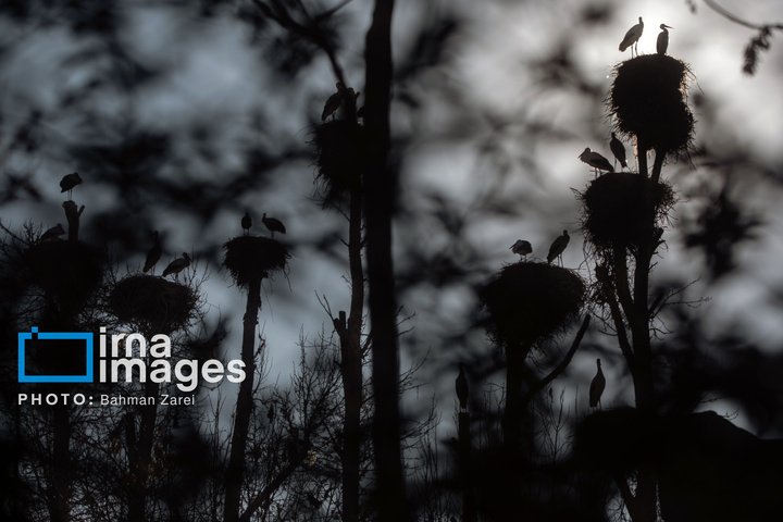 میان کوچ و ماندن