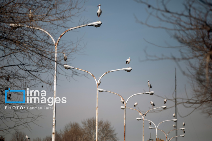 میان کوچ و ماندن