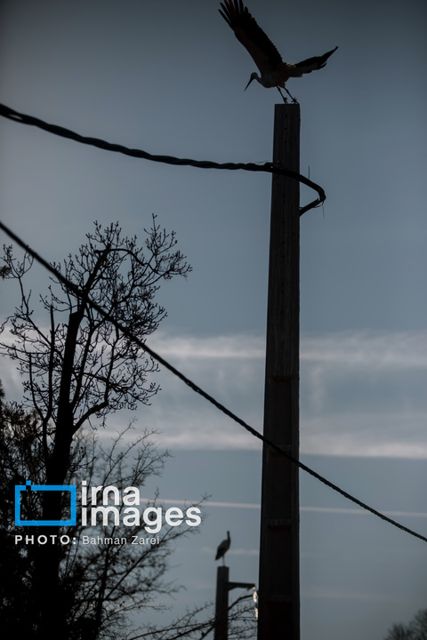 میان کوچ و ماندن