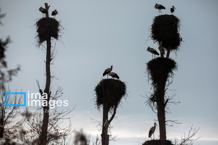 میان کوچ و ماندن