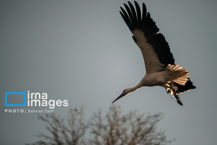 میان کوچ و ماندن