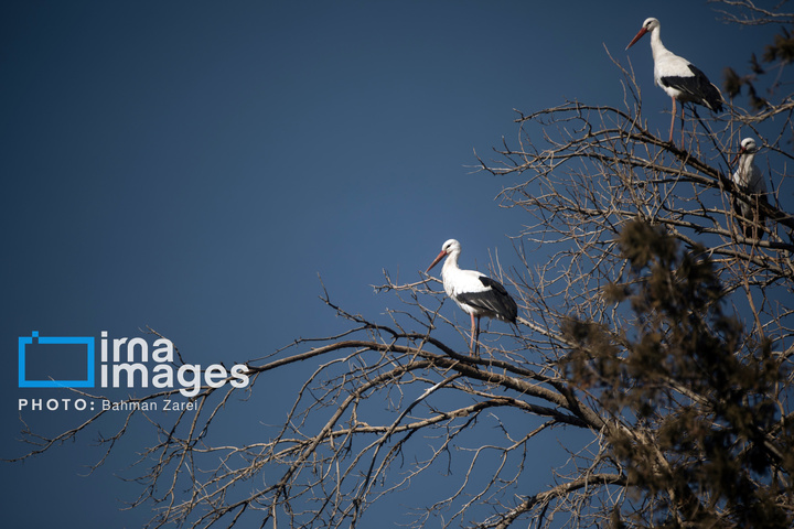 میان کوچ و ماندن