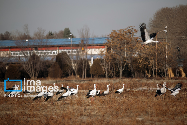 میان کوچ و ماندن