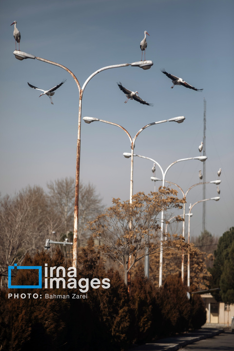 میان کوچ و ماندن