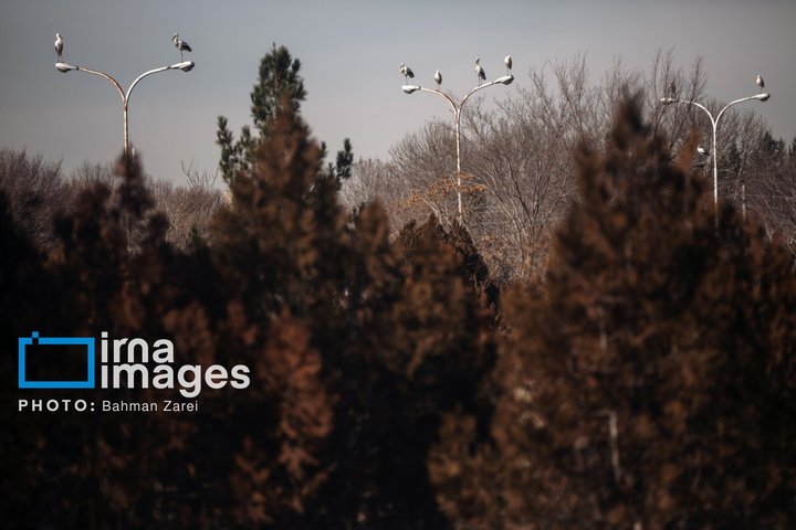 میان کوچ و ماندن