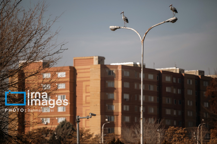 میان کوچ و ماندن