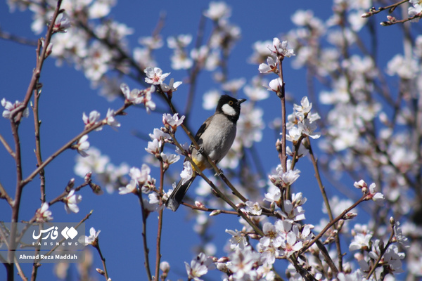 شکوفه های زمستانی شهرراز