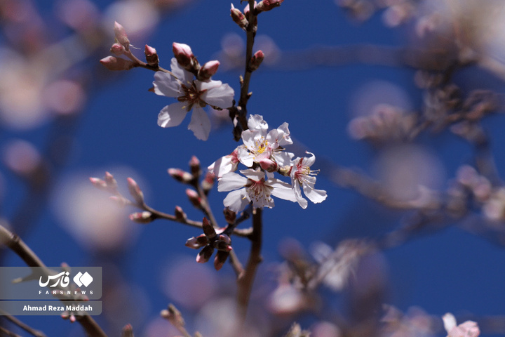 شکوفه های زمستانی شهرراز