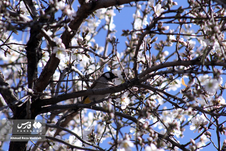 شکوفه های زمستانی شهرراز