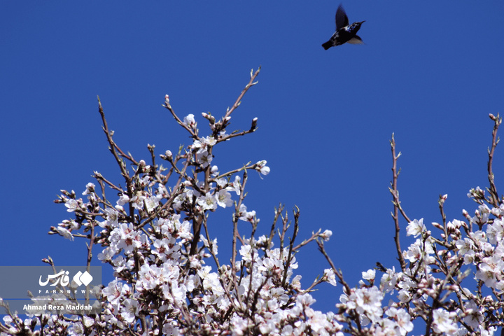 شکوفه های زمستانی شهرراز
