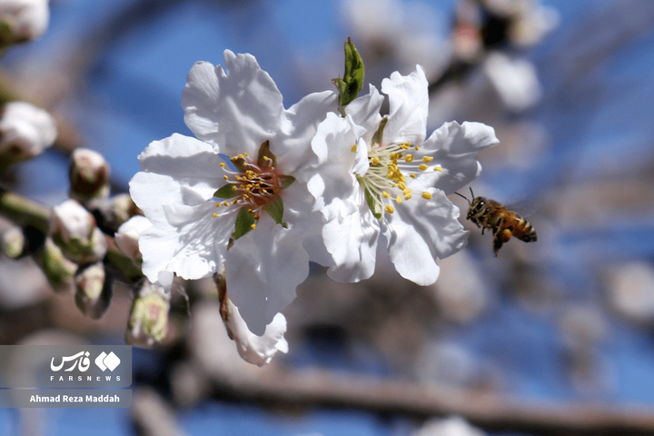شکوفه های زمستانی شهرراز