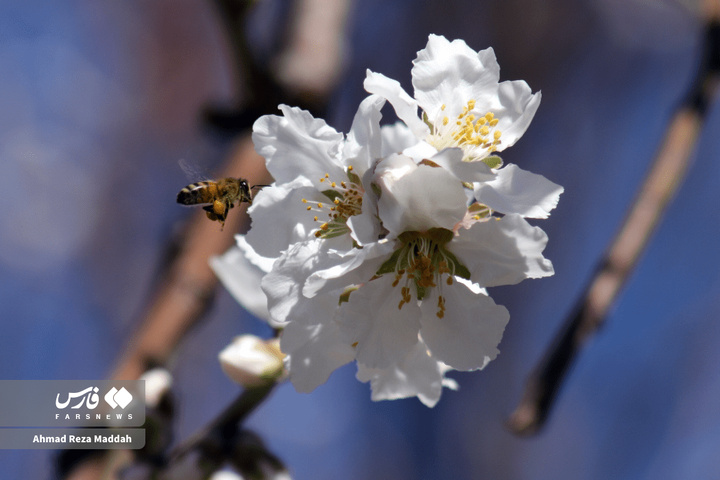 شکوفه های زمستانی شهرراز