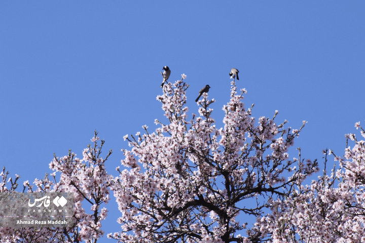 شکوفه های زمستانی شهرراز