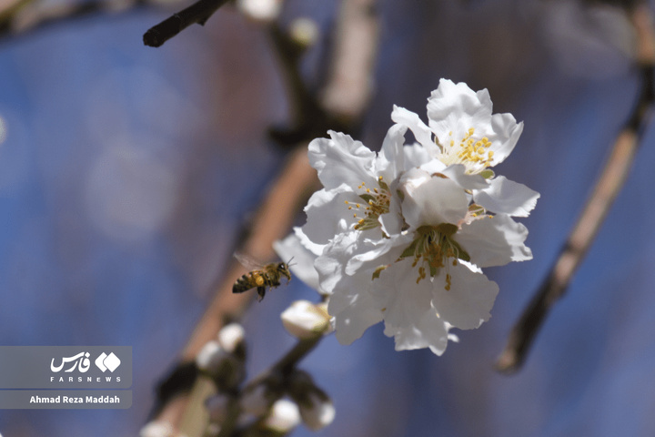 شکوفه های زمستانی شهرراز