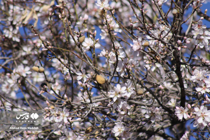 شکوفه های زمستانی شهرراز