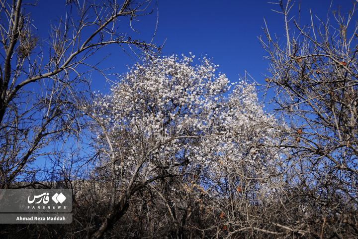 شکوفه های زمستانی شهرراز