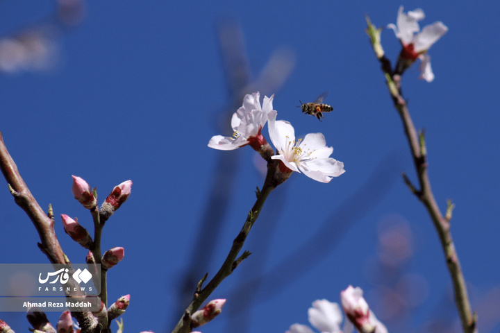 شکوفه های زمستانی شهرراز