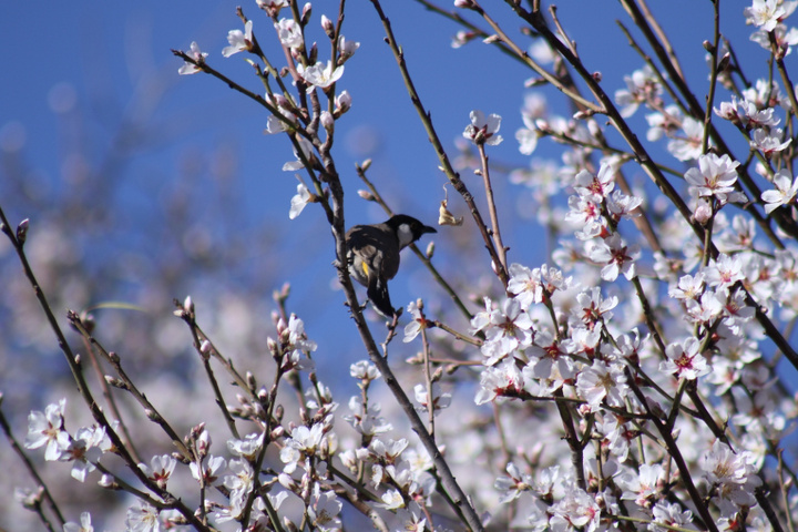 شکوفه های زمستانی شهرراز