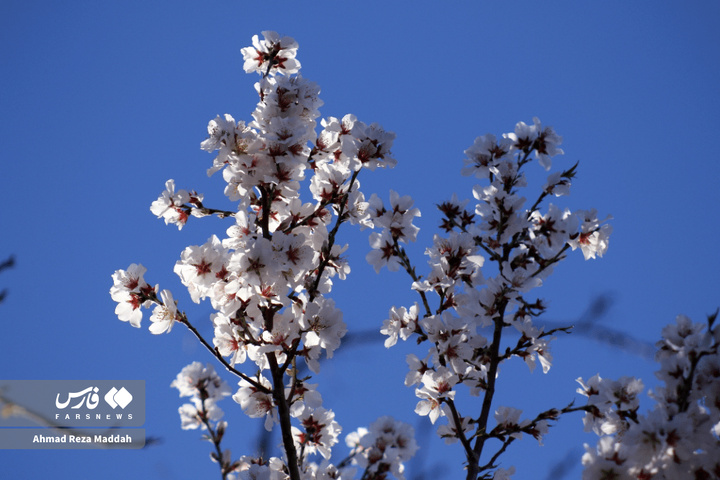 شکوفه های زمستانی شهرراز