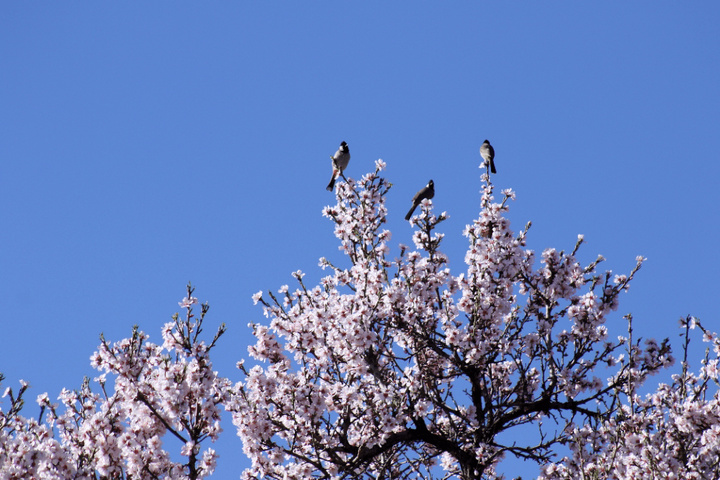 شکوفه های زمستانی شهرراز