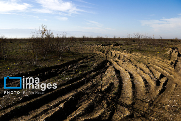 جزیره آشوراده