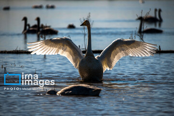 قوهای مهاجر در تالاب سرخرود